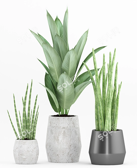 72 Plant Set: Strelitzia Reginae, Sansevieria Cylindrical 3D model image 2