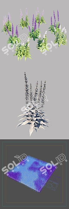 Salvia Nemorosa Colorful Varieties: 9 Models & Large Area Coverage 3D model image 3