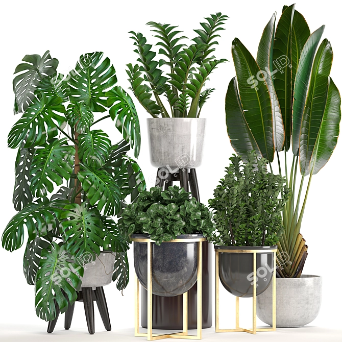 Tropical Plant Collection: Monstera, Ravenala, Caladium 3D model image 1