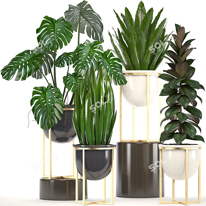 Exquisite Indoor Collection: Monstera, Ficus Robusta & More 3D model image 1