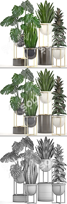 Exquisite Indoor Collection: Monstera, Ficus Robusta & More 3D model image 3