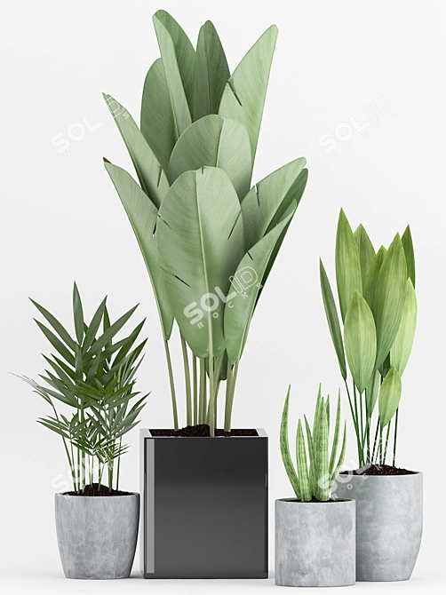 Tropical Greenery Collection: Aspidistra, Sansevieria & More 3D model image 2