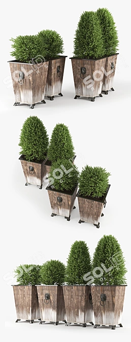 Elegant Boxwood Topiary - Perfect for Any Space 3D model image 2