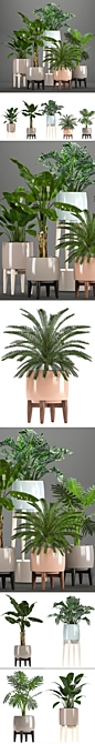 Indoor Plant Collection: Philodendron, Cycas, Alocasia 3D model image 2