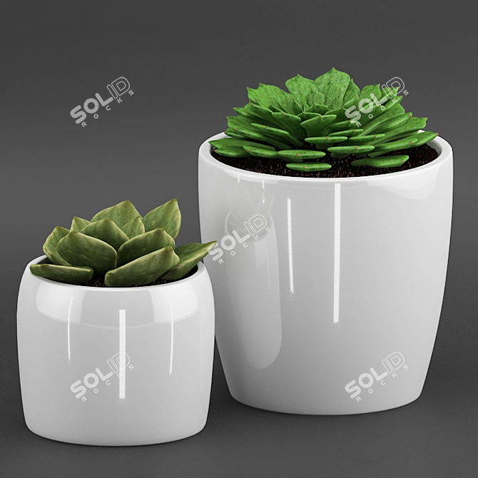 Elegant Cactus & Succulent Set 3D model image 3