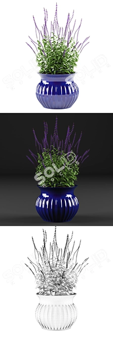 Oakgrass Salvia Flowers in Pot | Caradonna Variety 3D model image 2