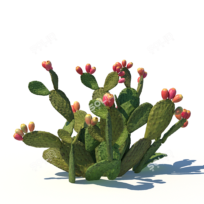 Prickly Pear Cactus / Garden Delight 3D model image 2