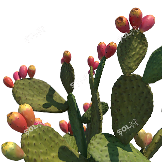 Prickly Pear Cactus / Garden Delight 3D model image 3