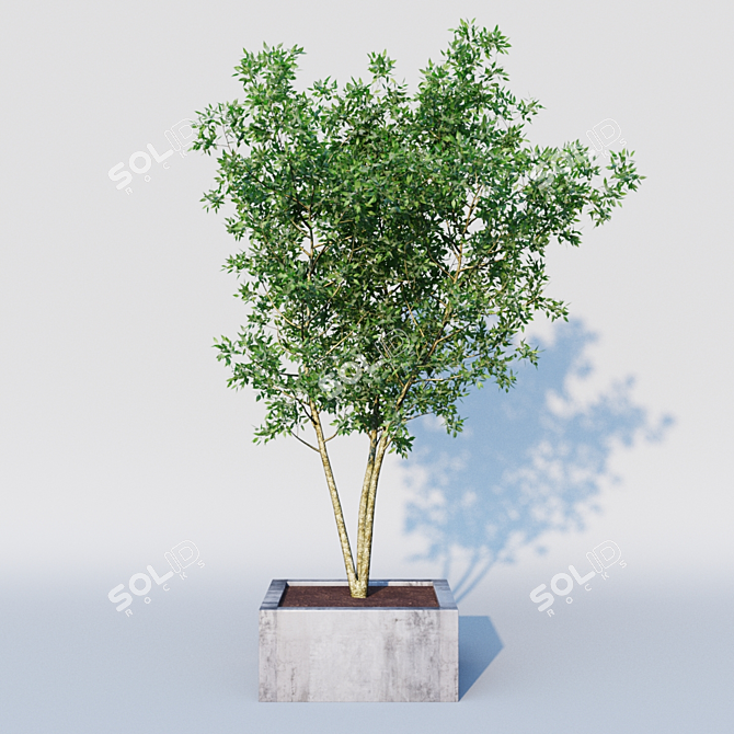 Elegant Osmanthus Tree: 3Dmax Corona 3D model image 1