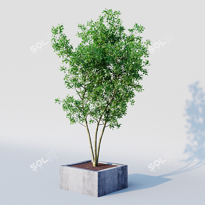 Elegant Osmanthus Tree: 3Dmax Corona 3D model image 2