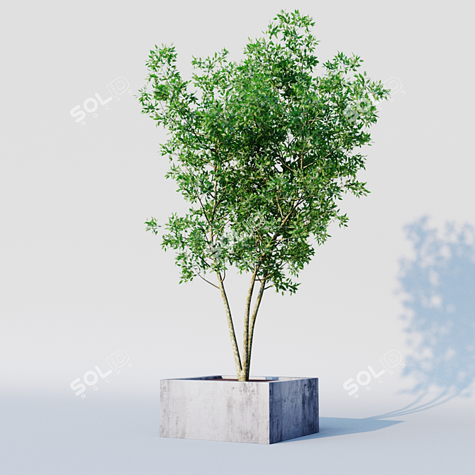 Elegant Osmanthus Tree: 3Dmax Corona 3D model image 3