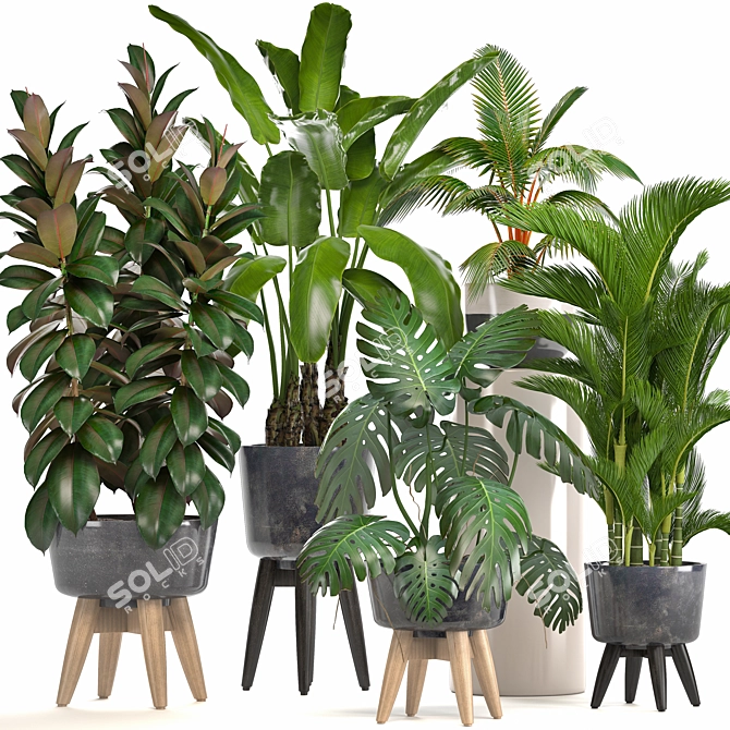 Exotic Plant Collection: Ficus, Monstera, Palm and more! 3D model image 1