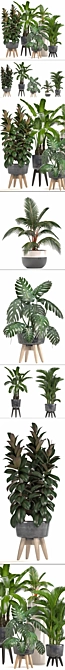 Exotic Plant Collection: Ficus, Monstera, Palm and more! 3D model image 2