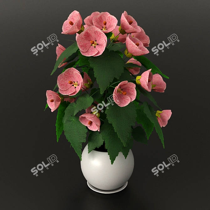  Vibrant Pink Abutylol - 0.4m Plant 3D model image 1