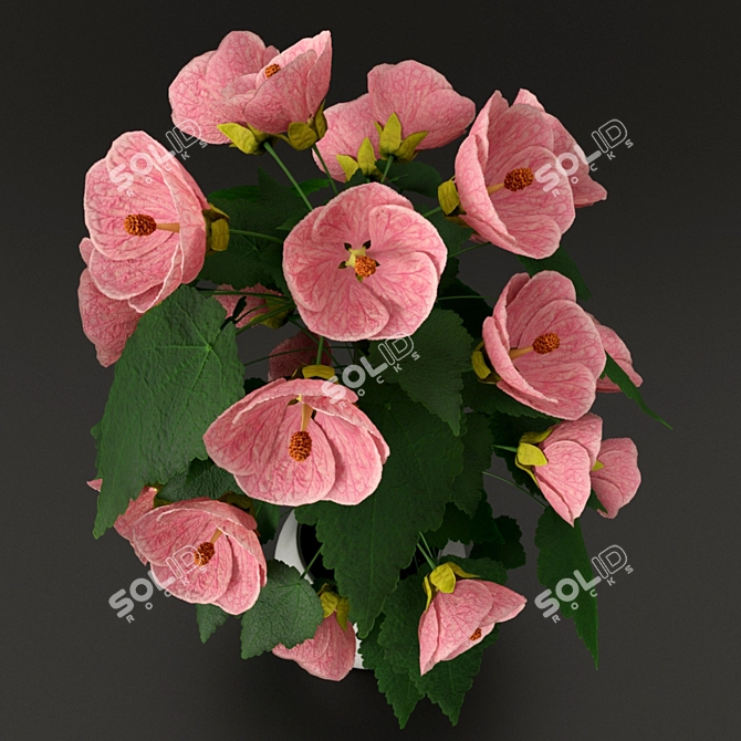  Vibrant Pink Abutylol - 0.4m Plant 3D model image 2