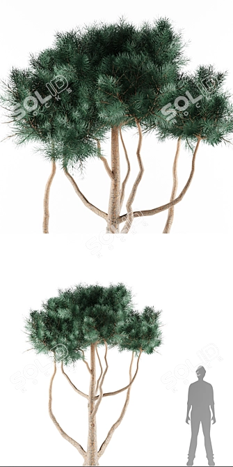 Evergreen Pinus Sylvestris Watereri - Stunning Tree Library! 3D model image 2