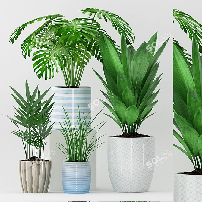 Green Oasis: Aspidistra, Howea, Monstera & Grass 3D model image 1