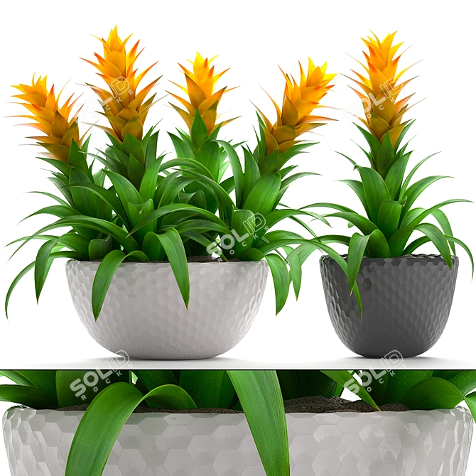 Exotic Bromelia Collection: Decorative Indoor & Office Plants 3D model image 1