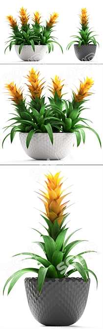 Exotic Bromelia Collection: Decorative Indoor & Office Plants 3D model image 2