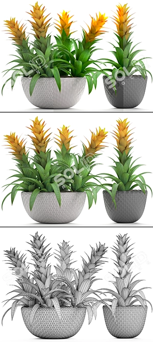 Exotic Bromelia Collection: Decorative Indoor & Office Plants 3D model image 3
