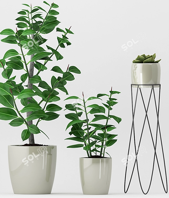 Ficus Elastica & Succulent Combo 3D model image 2