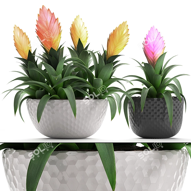 Exotic Bromelia: Collection of 230 Stunning Plants 3D model image 1