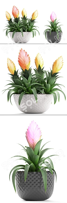 Exotic Bromelia: Collection of 230 Stunning Plants 3D model image 2