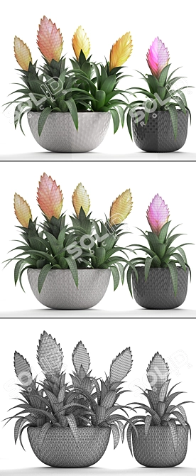 Exotic Bromelia: Collection of 230 Stunning Plants 3D model image 3