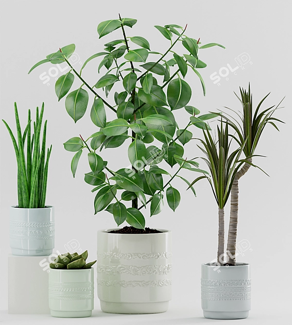 Exotic Indoor Plant Collection 3D model image 2