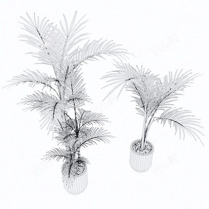 Tropical Palm Tree Renders 3D model image 3