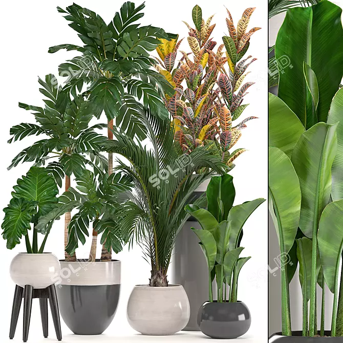 Diverse Indoor Plant Collection 3D model image 1