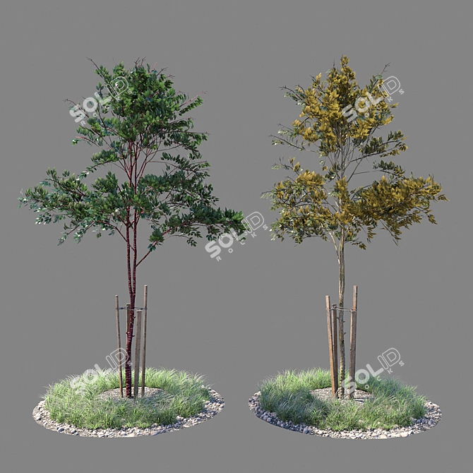  Fresh Sapling Duo 3D model image 1