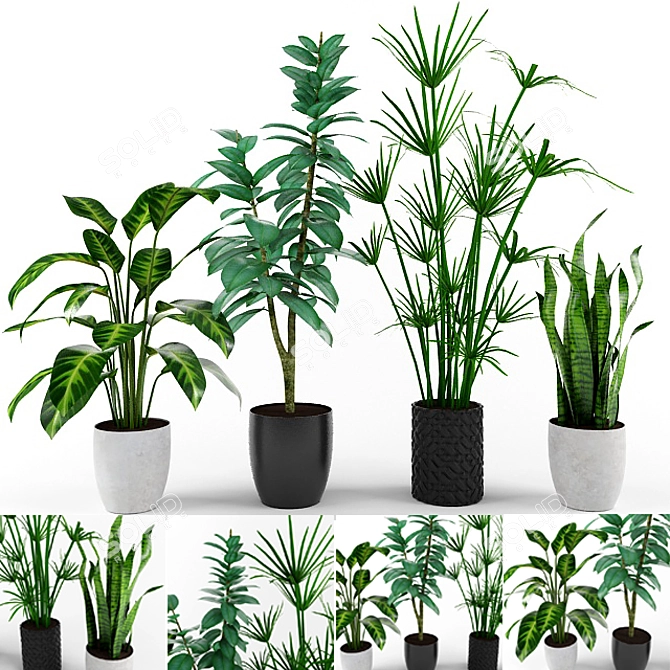 Exquisite Plant Collection: Calathea, Sansevieria, Ficus & Papyrus 3D model image 1