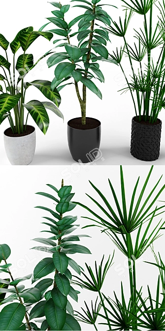 Exquisite Plant Collection: Calathea, Sansevieria, Ficus & Papyrus 3D model image 2