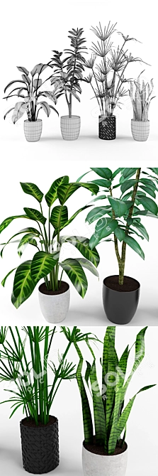 Exquisite Plant Collection: Calathea, Sansevieria, Ficus & Papyrus 3D model image 3