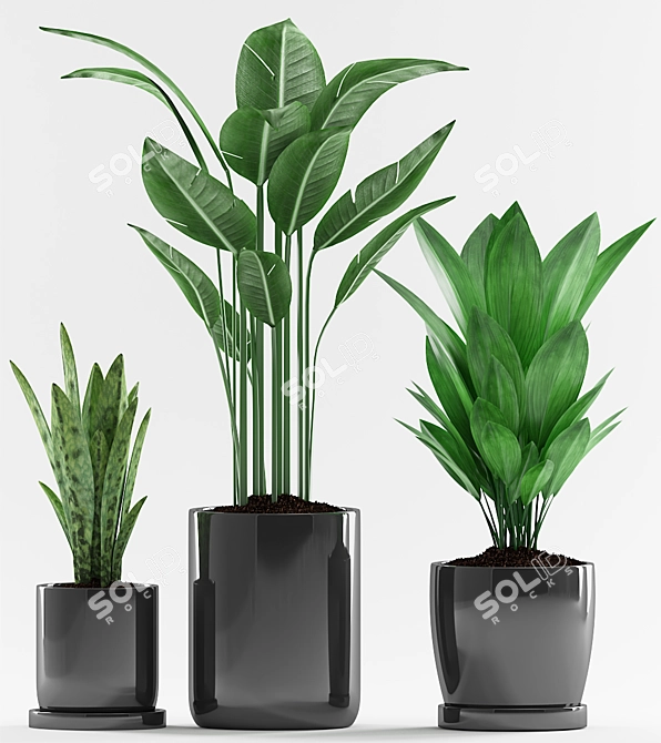 Tropical Trio Potted Plants 3D model image 2