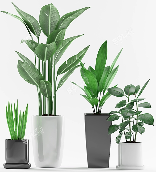Green Oasis: Aspidistra, Sansevieria, Paradise and Ficus Elastica Plant with Black and Concrete Pot 3D model image 2