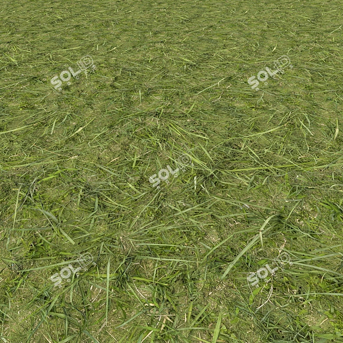 Corona Grass 2: Realistic 3D Scans 3D model image 1