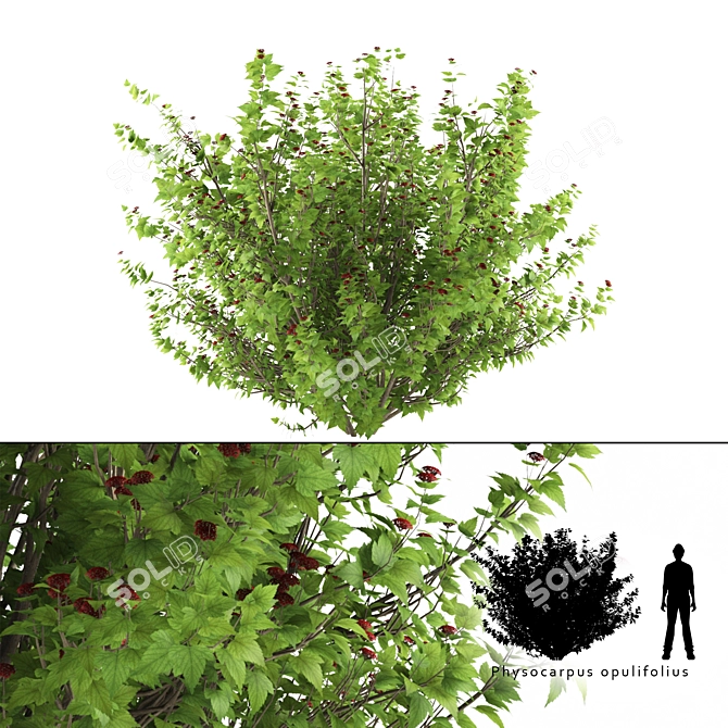 Kalini Bush: Vibrant and Compact Shrub 3D model image 1