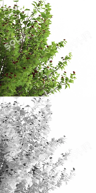 Kalini Bush: Vibrant and Compact Shrub 3D model image 2