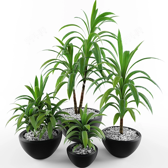 Tropical Palm Dracaena: Perfect for Gardens 3D model image 1