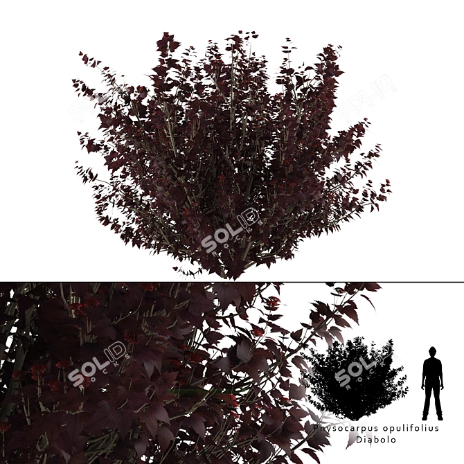 Diabolos Cannabis Buzzard | Physocarpus opulifolius Diabolo 3D model image 1