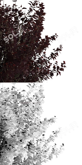 Diabolos Cannabis Buzzard | Physocarpus opulifolius Diabolo 3D model image 2