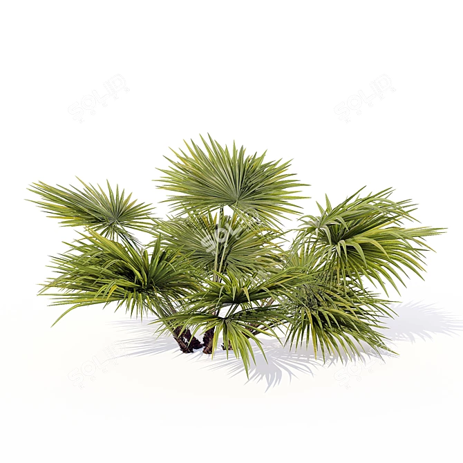 Hainan Rainforest Palm 3D model image 1