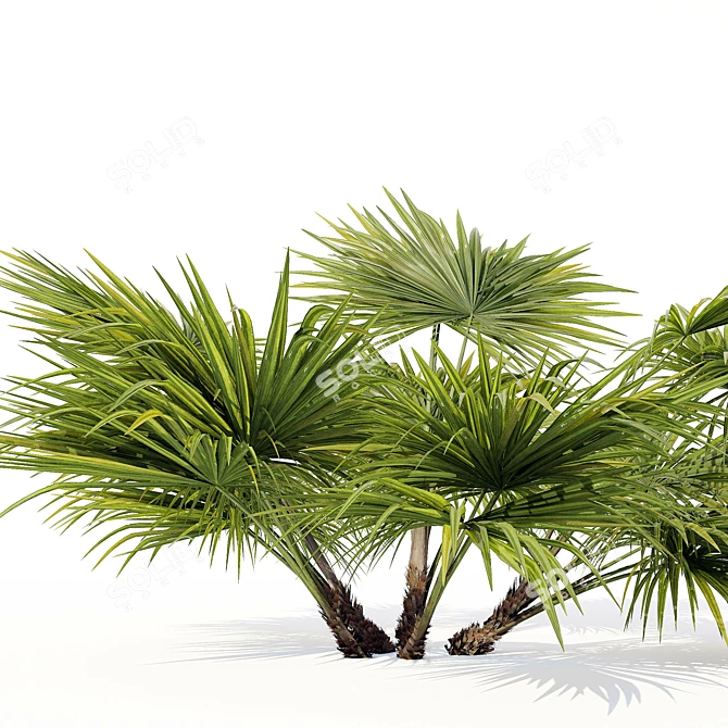 Hainan Rainforest Palm 3D model image 2