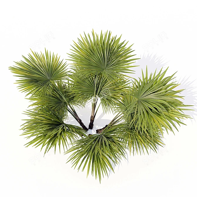 Hainan Rainforest Palm 3D model image 3