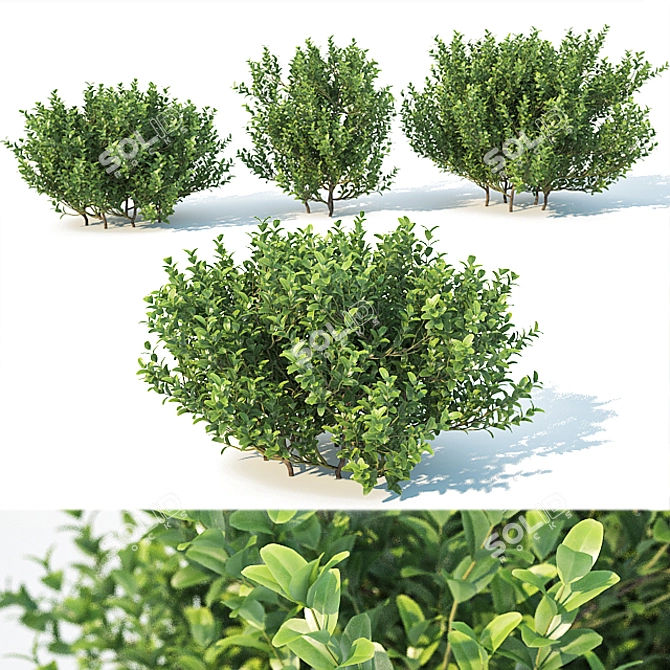 Versatile Buxus for Stunning Landscapes 3D model image 1