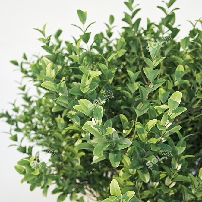 Versatile Buxus for Stunning Landscapes 3D model image 2