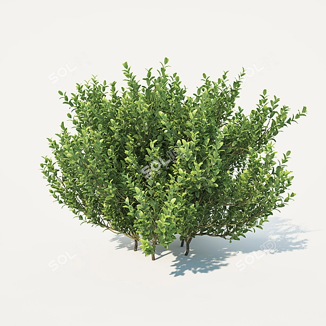 Versatile Buxus for Stunning Landscapes 3D model image 3