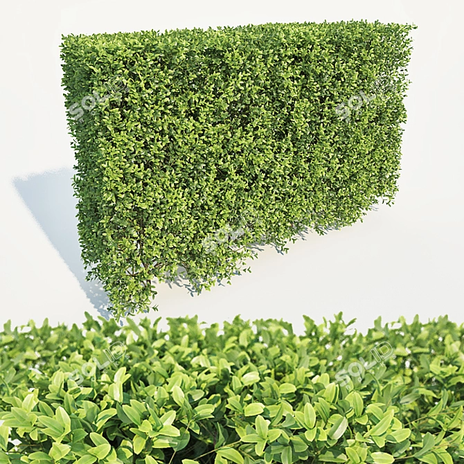 Buxus Sempervirens Hedge: Tall & Versatile 3D model image 1